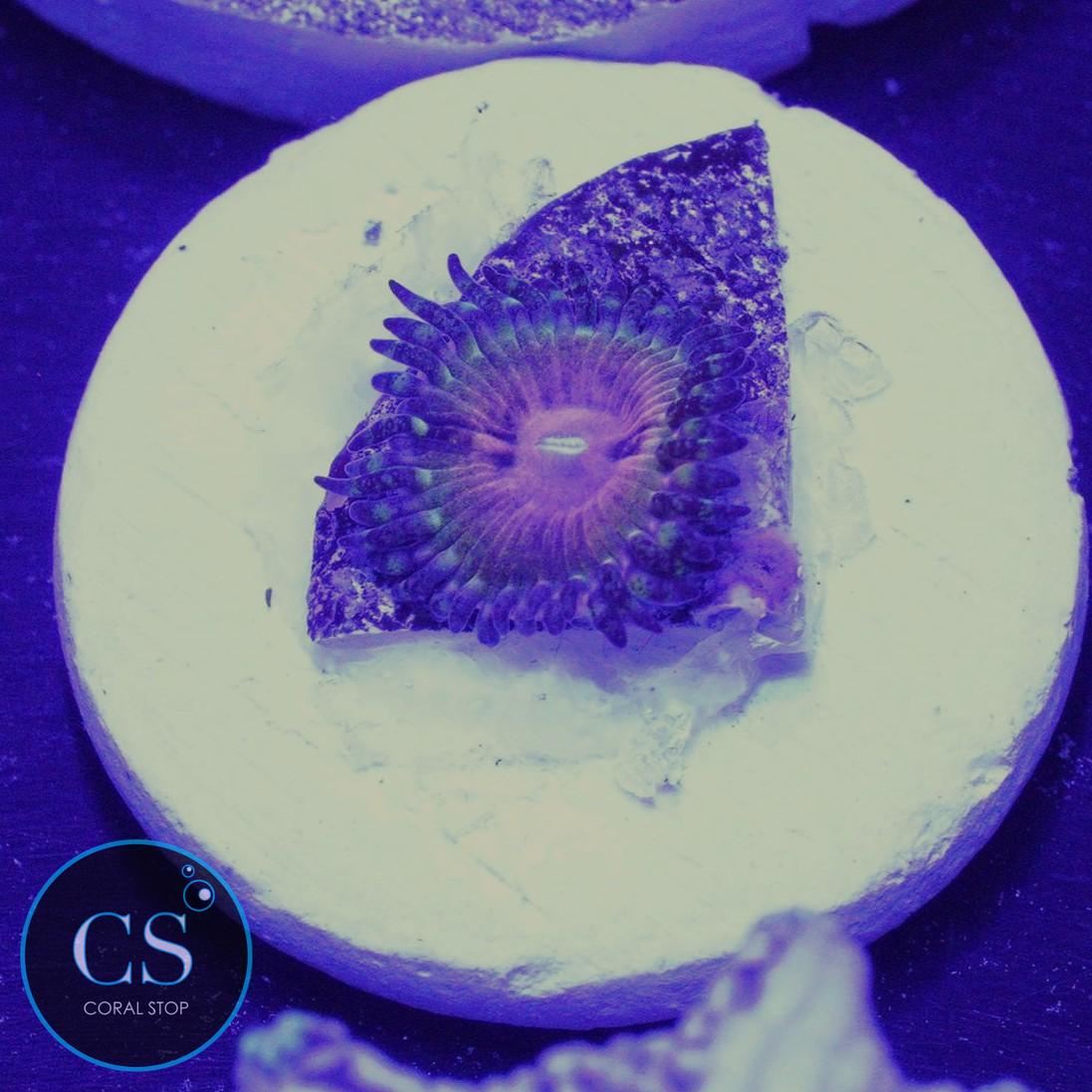 WWC Hungry Eyes Zoa