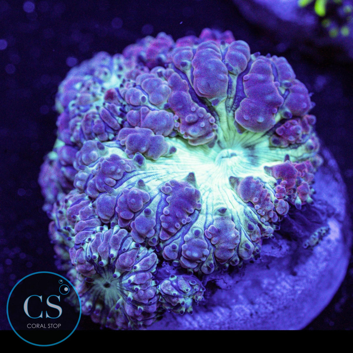 Purple Blastomussa
