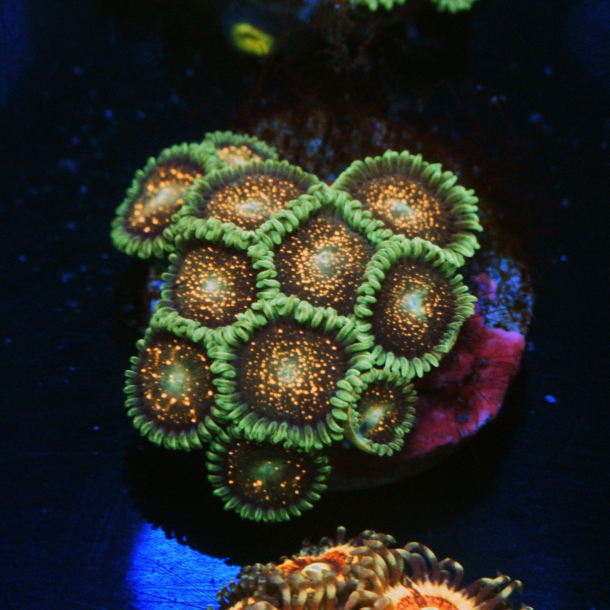 CS COMET COMBUSTION ZOA