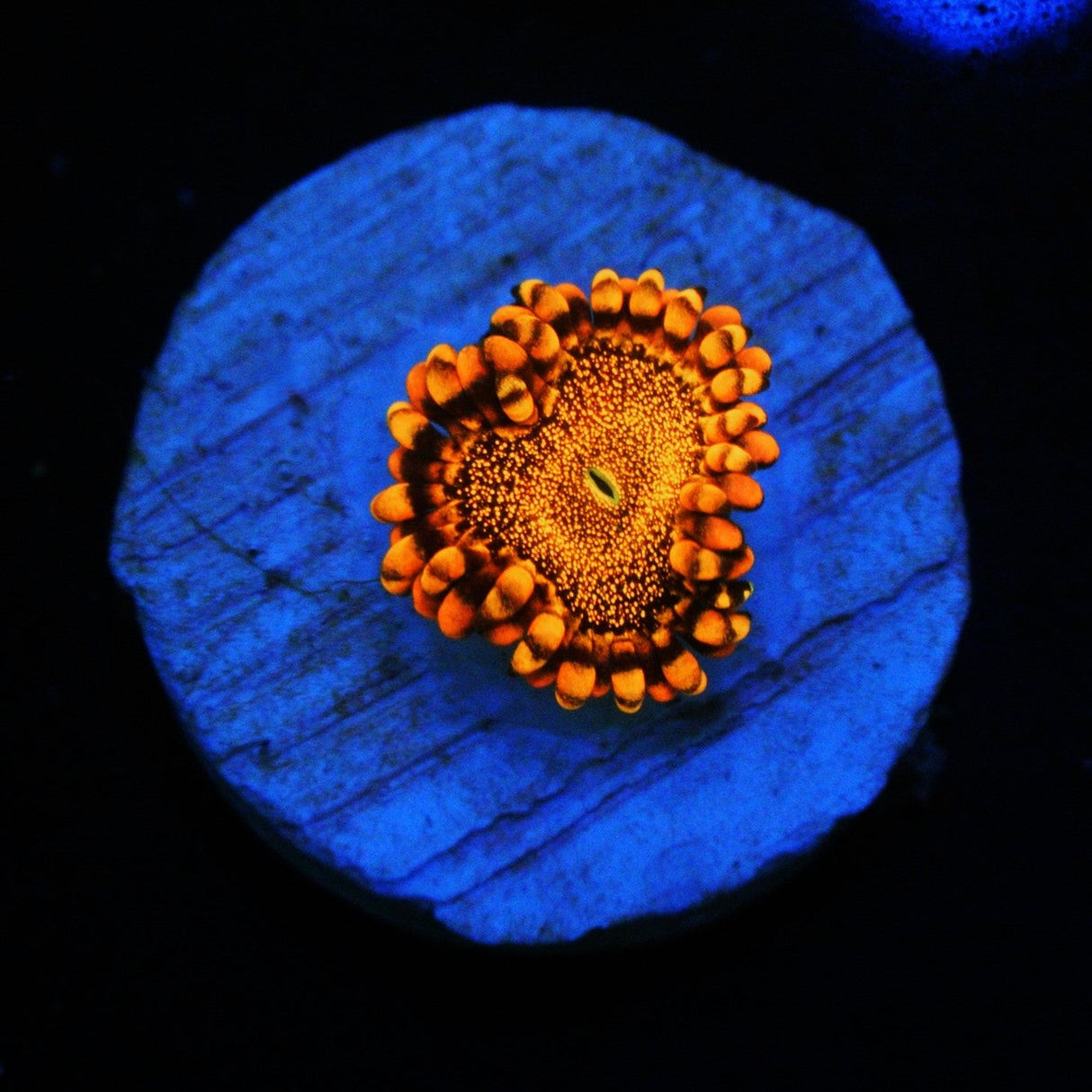 NEW RELEASE CS ORANGE DEATHSTAR ZOA