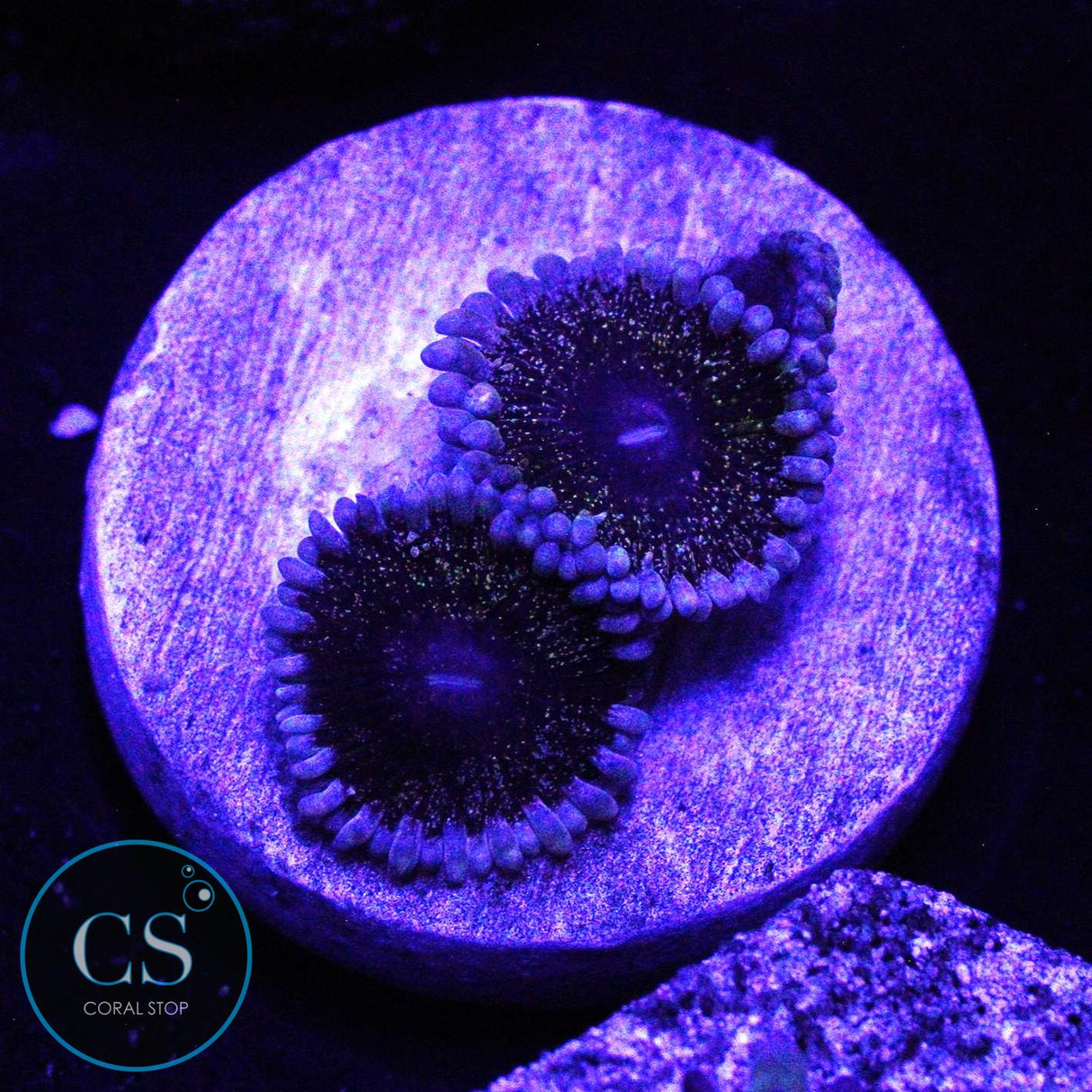 SOLAR CIRCUS ZOA