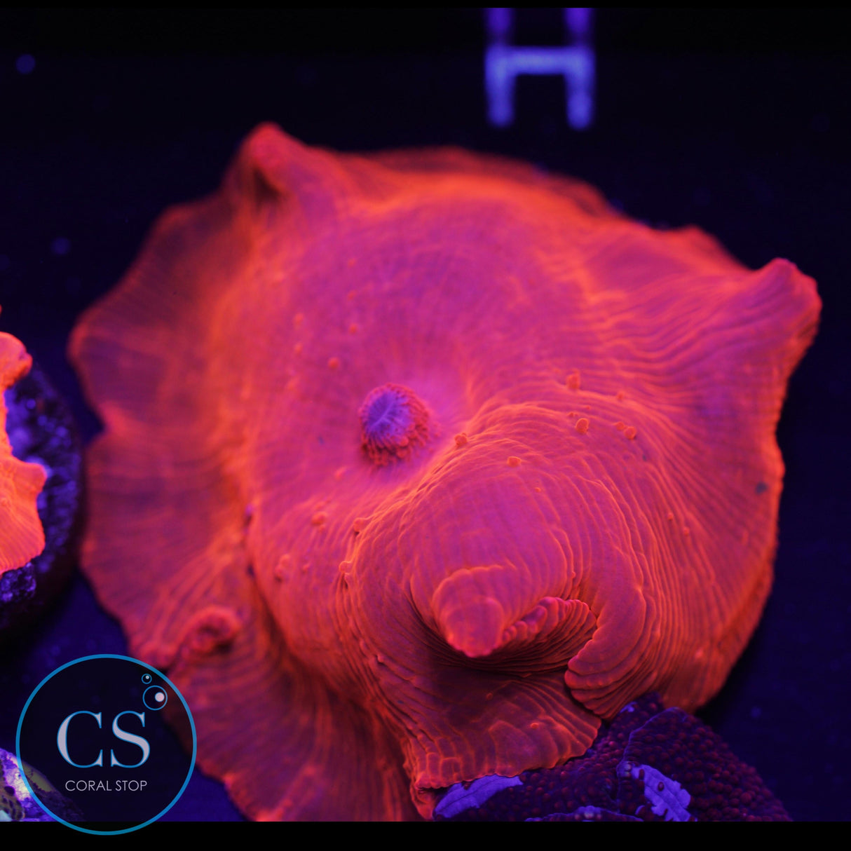 XL 2" IRONMAN DISCO MUSHROOM