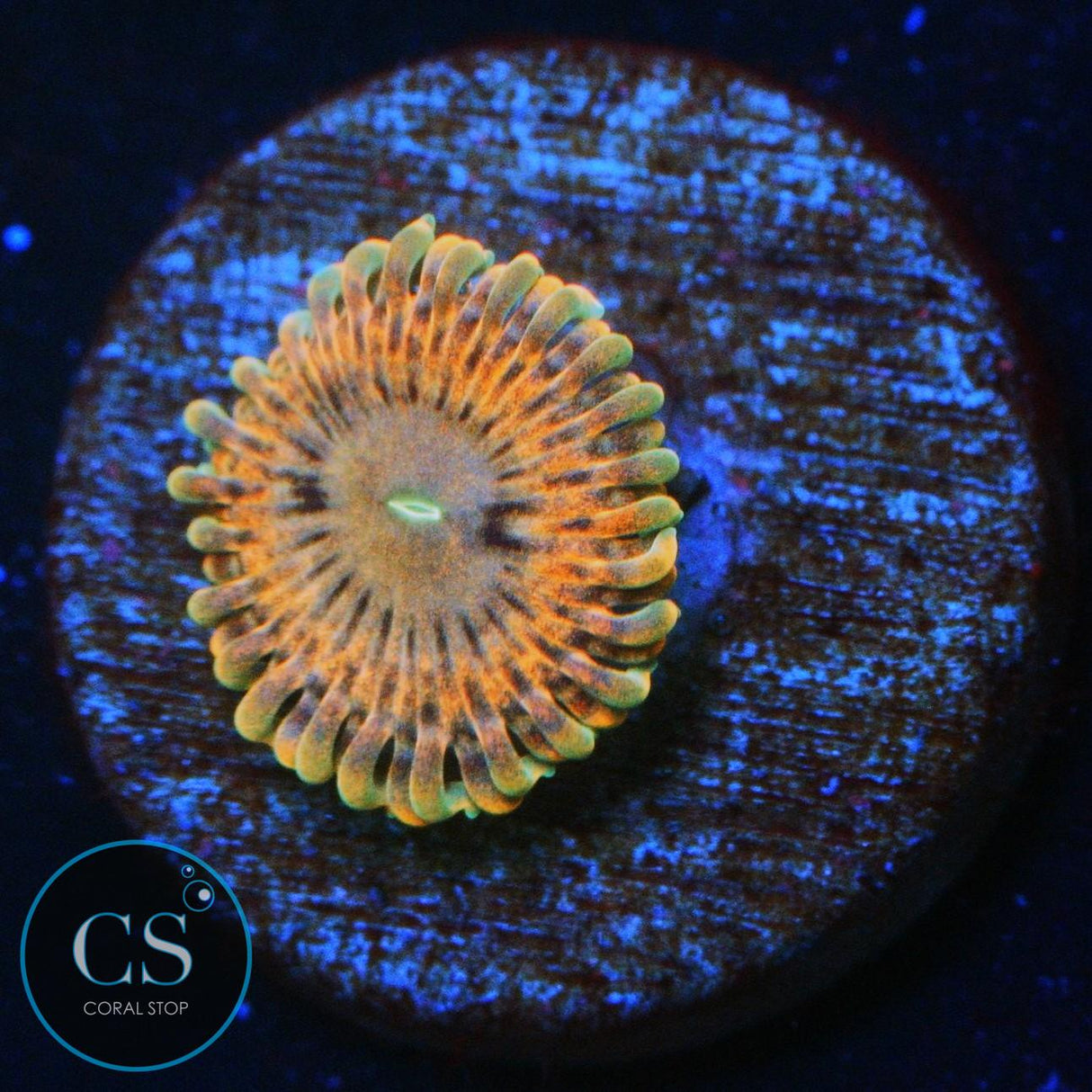 FAIRY FART ZOA