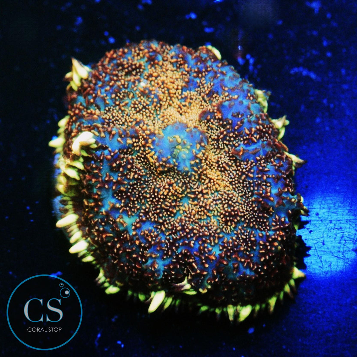 CS NEW RELEASE MIDNIGHT EMBERS MUSHROOM