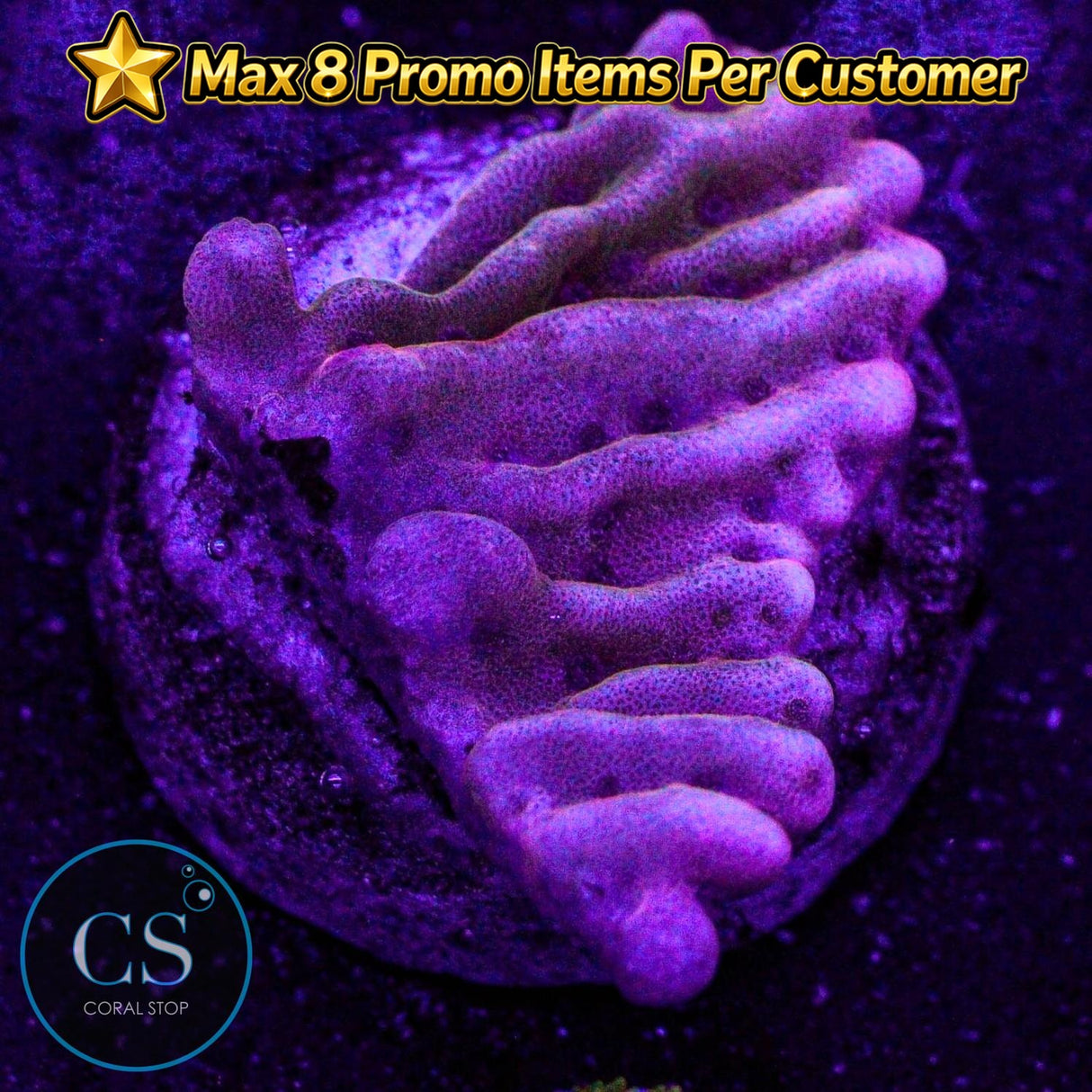 JF Flaming Phoenix Monti