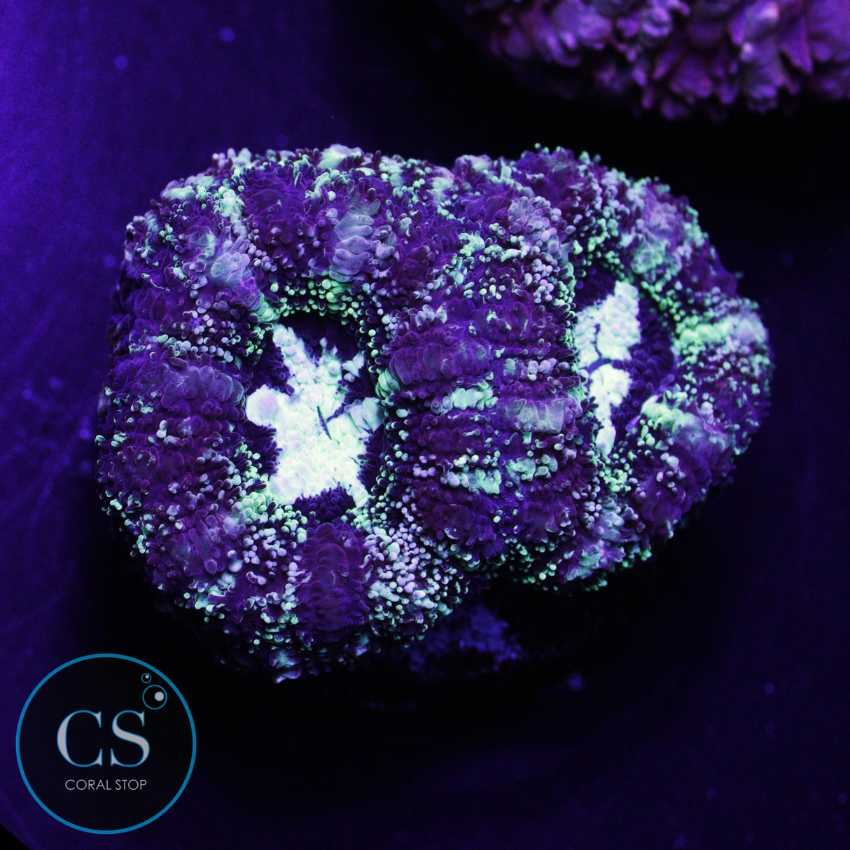 Splattered Mime Asian Acan
