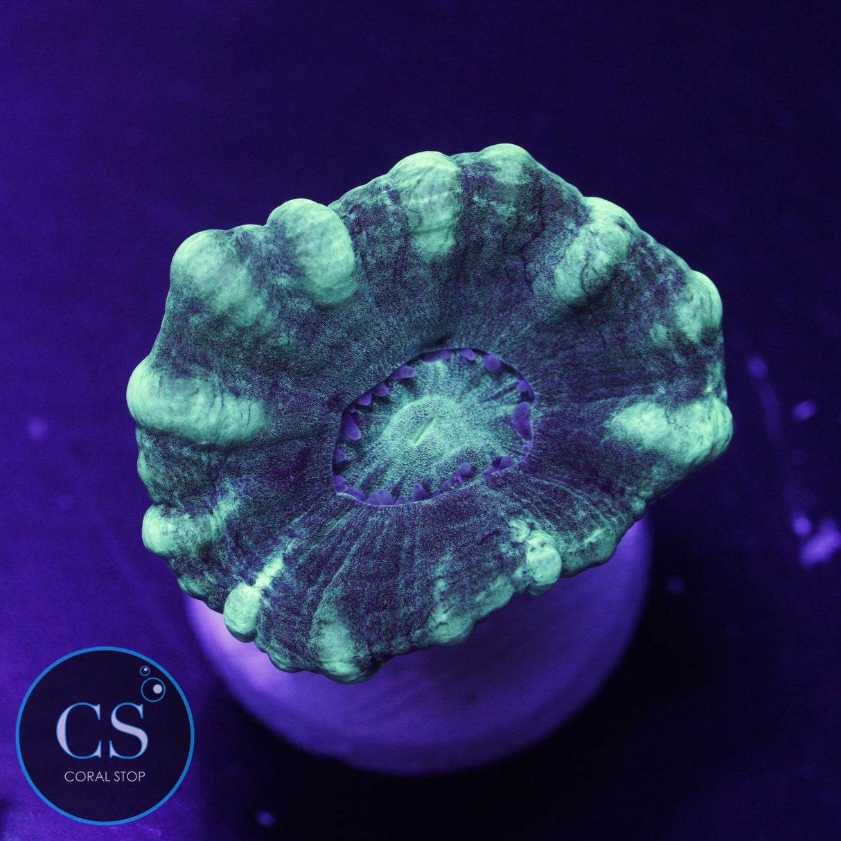 Minty Fresh Candy Cane