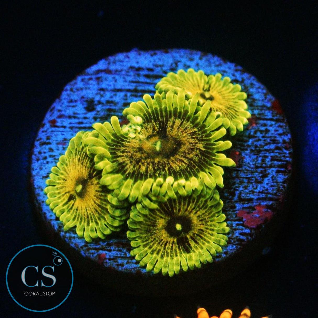 IA PURPLE VALOR ZOA