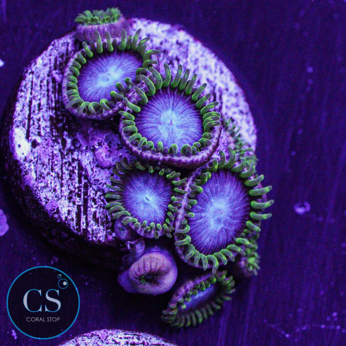 Blues Clues Zoa