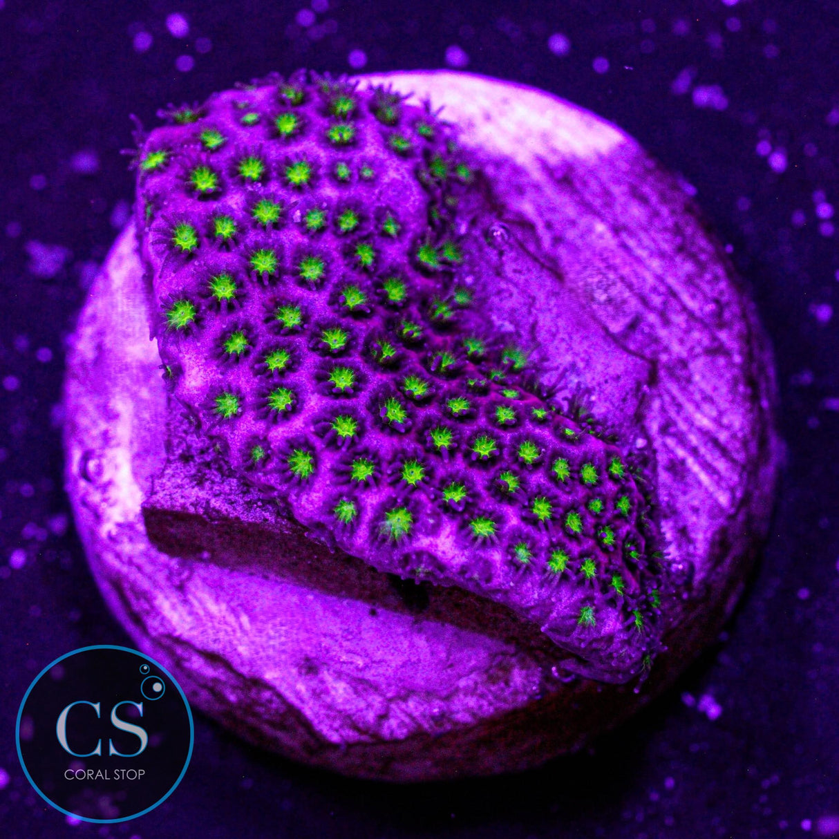 WWC Electric Daisy Stylo