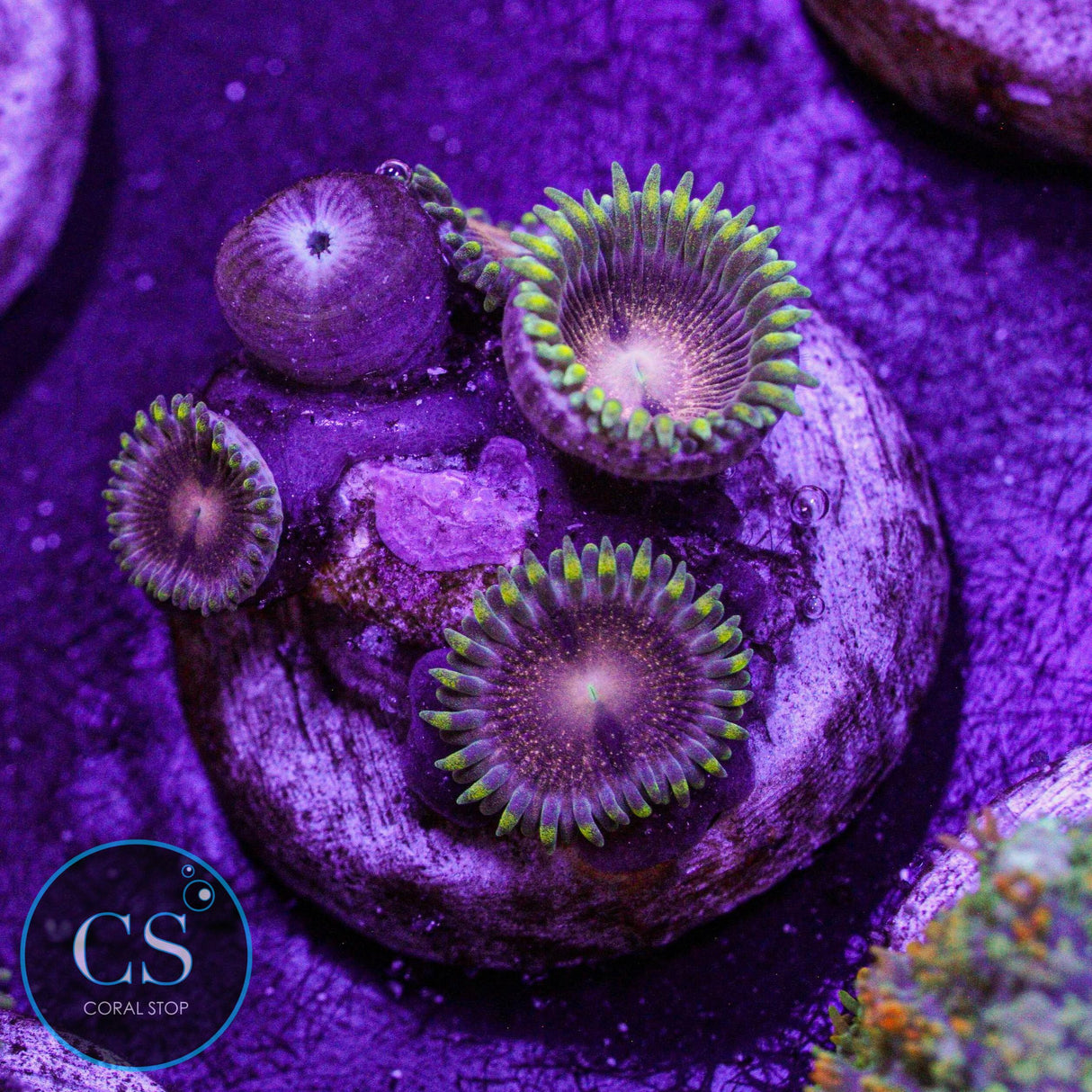 IA Van Gogh Zoa