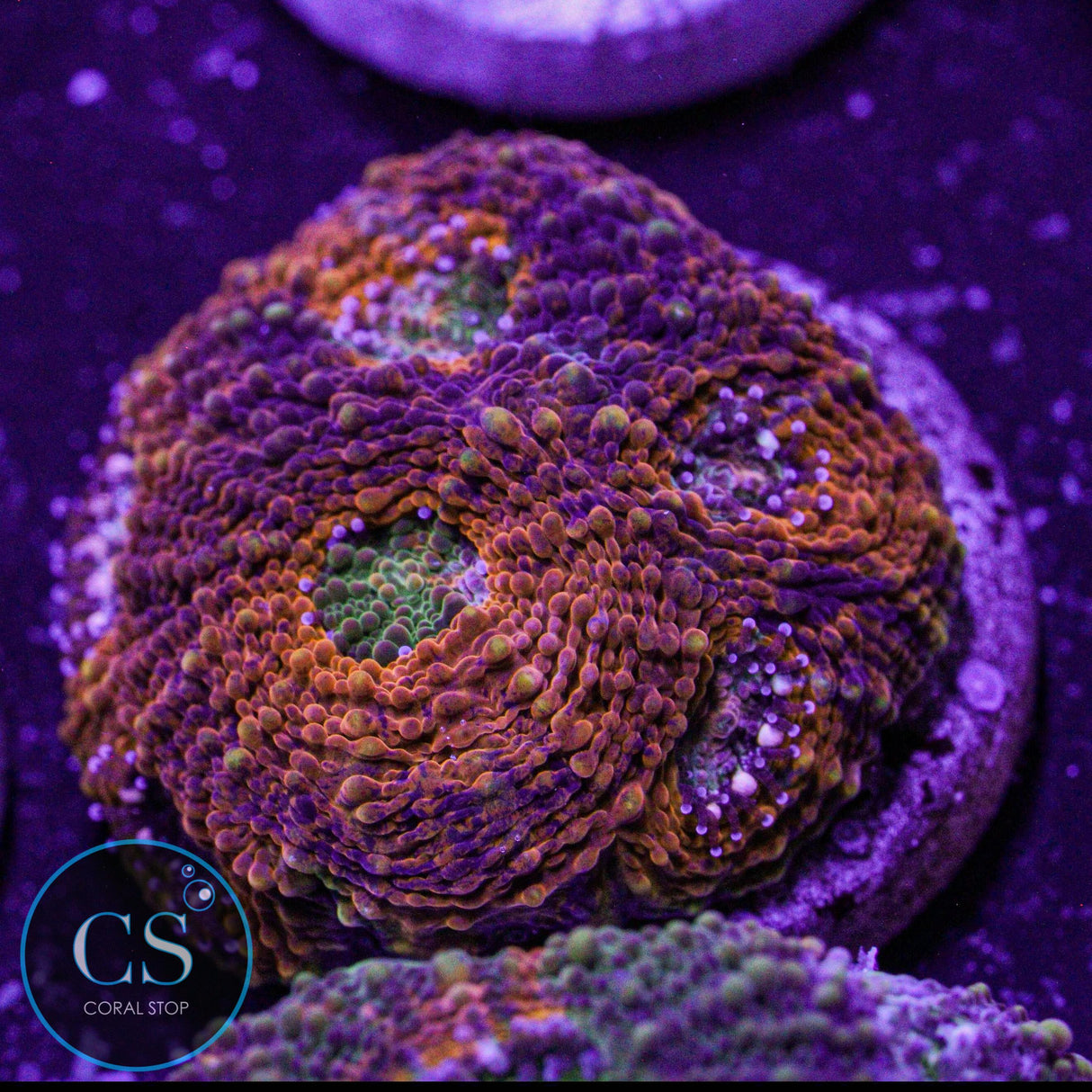 Rainbow Acan Echinata
