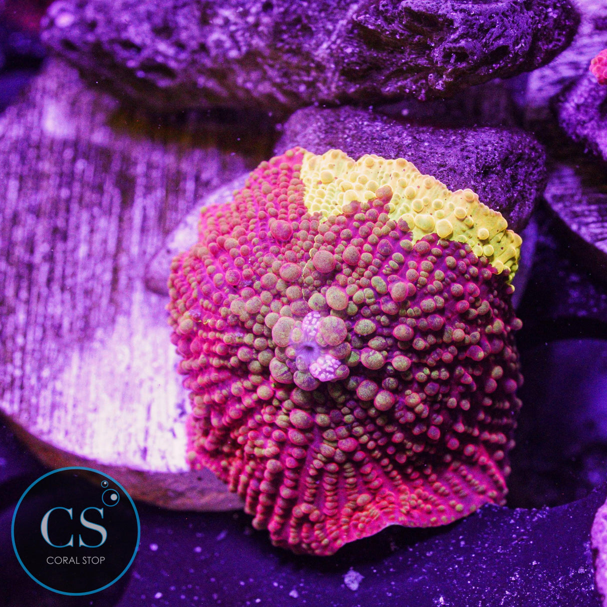 Bouncing Ultimate Jawbreaker Mushroom
