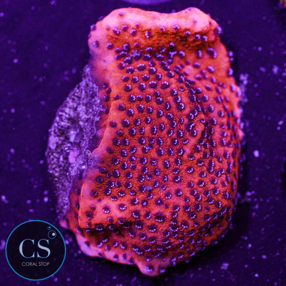 Mystic Sunset Montipora