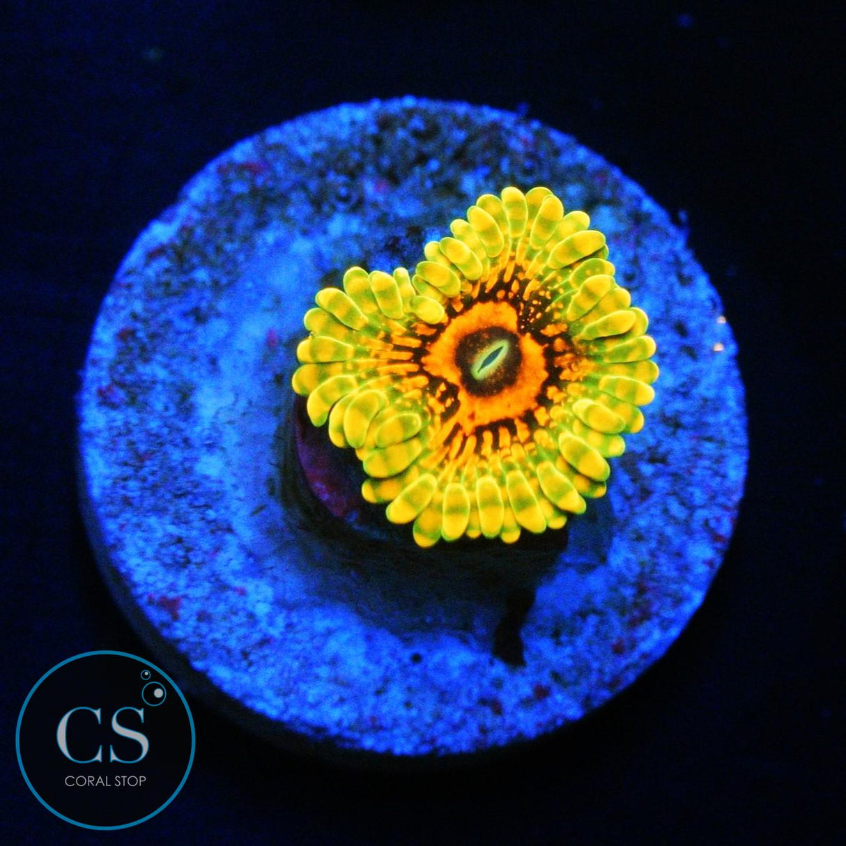 GRAND MASTER KRAKATOA GMK ZOA