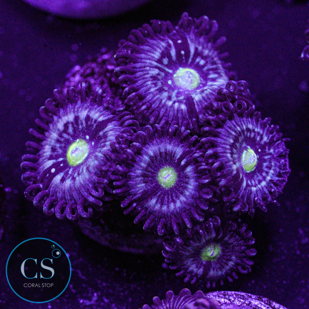 Blue Lagoon Zoa