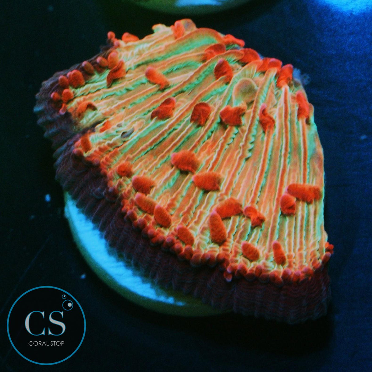FLAME TIP DIASERIS PLATE