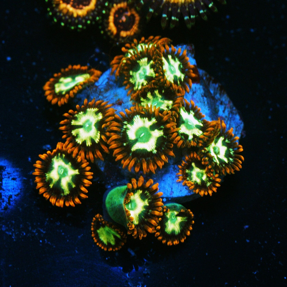 CHEMICAL ROMANCE ZOA