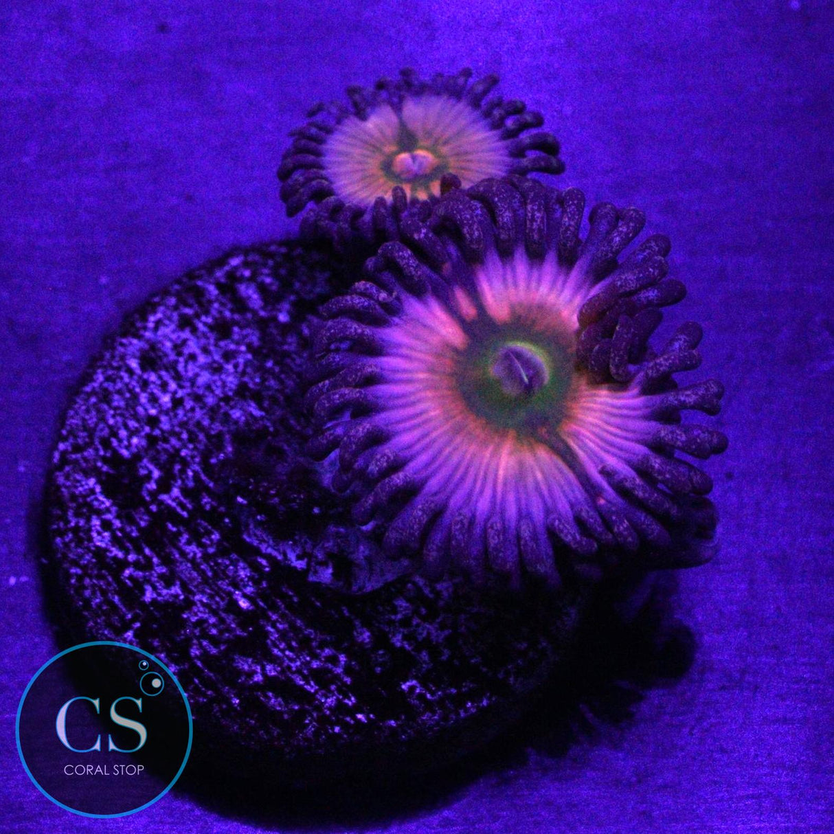 JF RAINBOW INFUSION ZOA