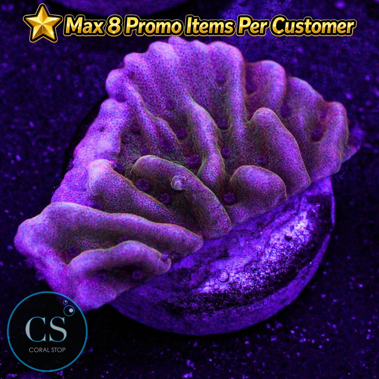 JF Flaming Phoenix Monti