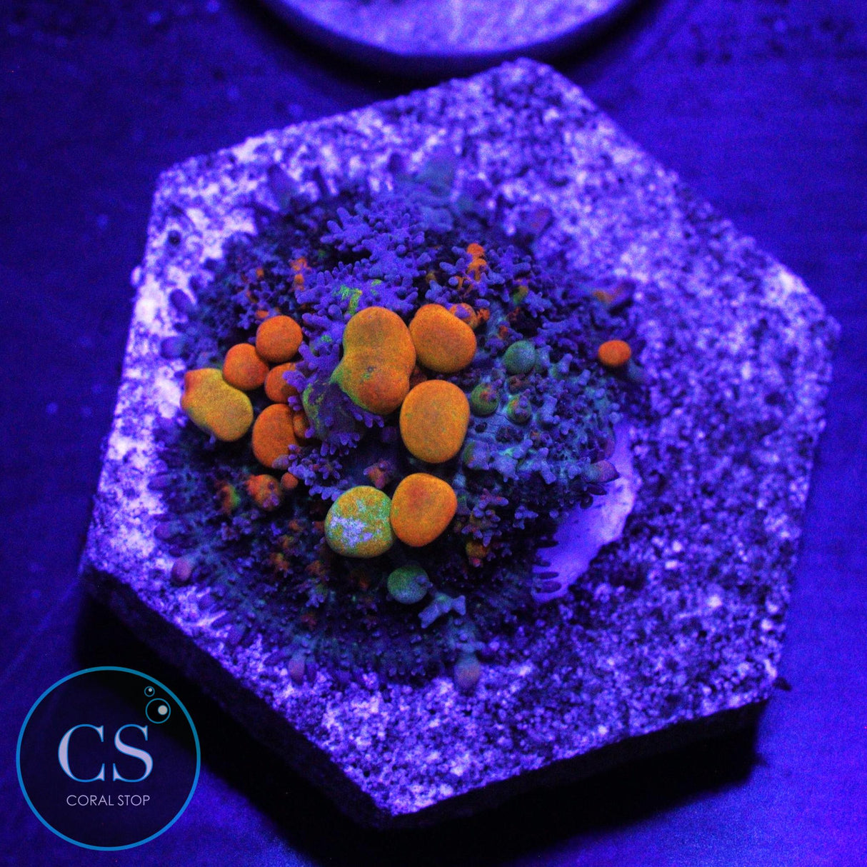 WWC OG BOUNCE MUSHROOM