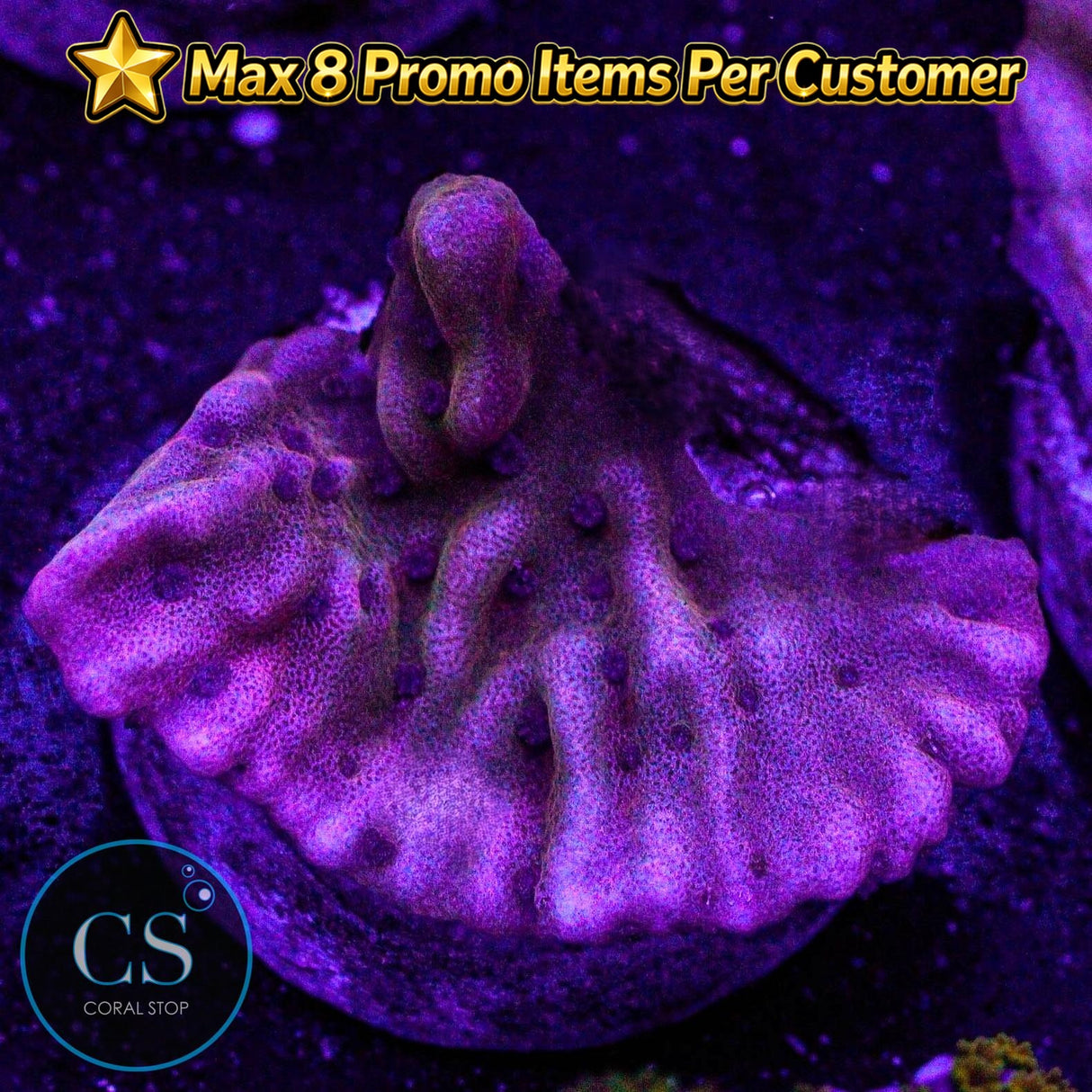 JF Flaming Phoenix Monti