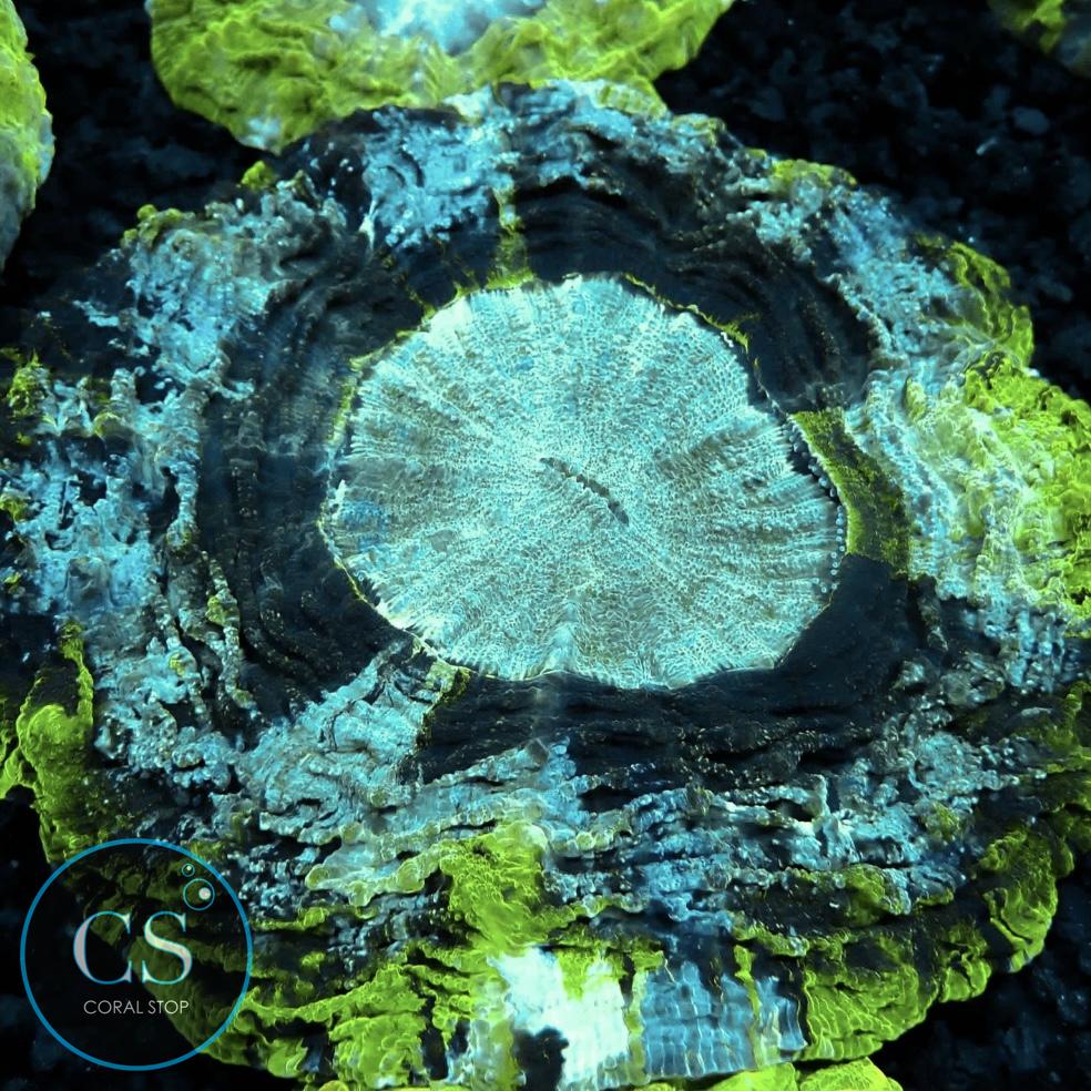 BLUE & GREEN ACANTHOPHYLIA