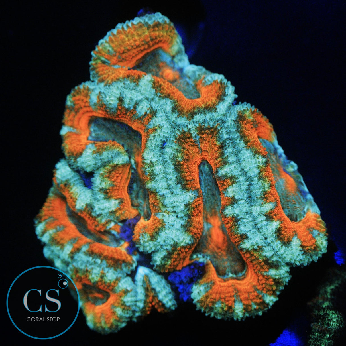 SCREWDRIVER ACAN CHUNK