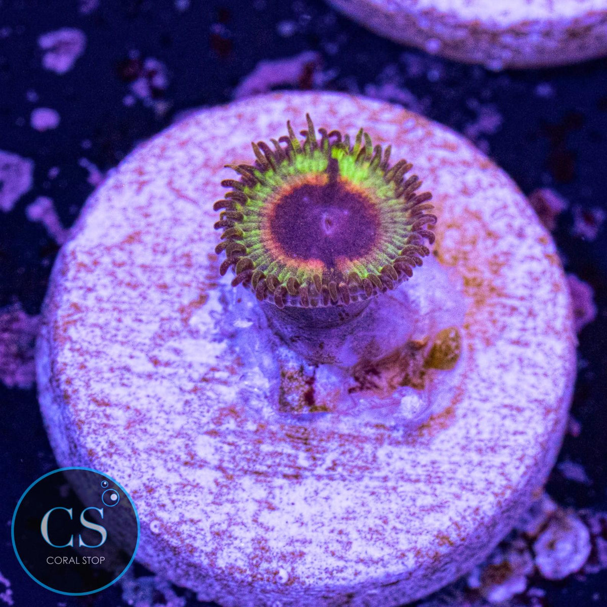 Little Shop Of Horror Zoa