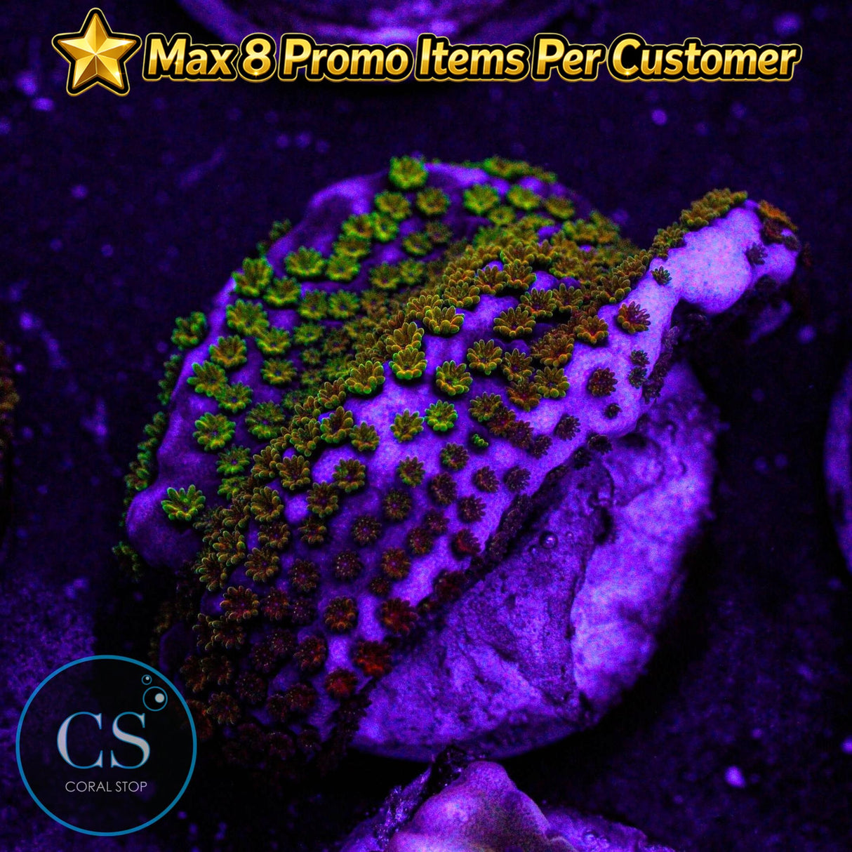 WWC Rainbow Monti