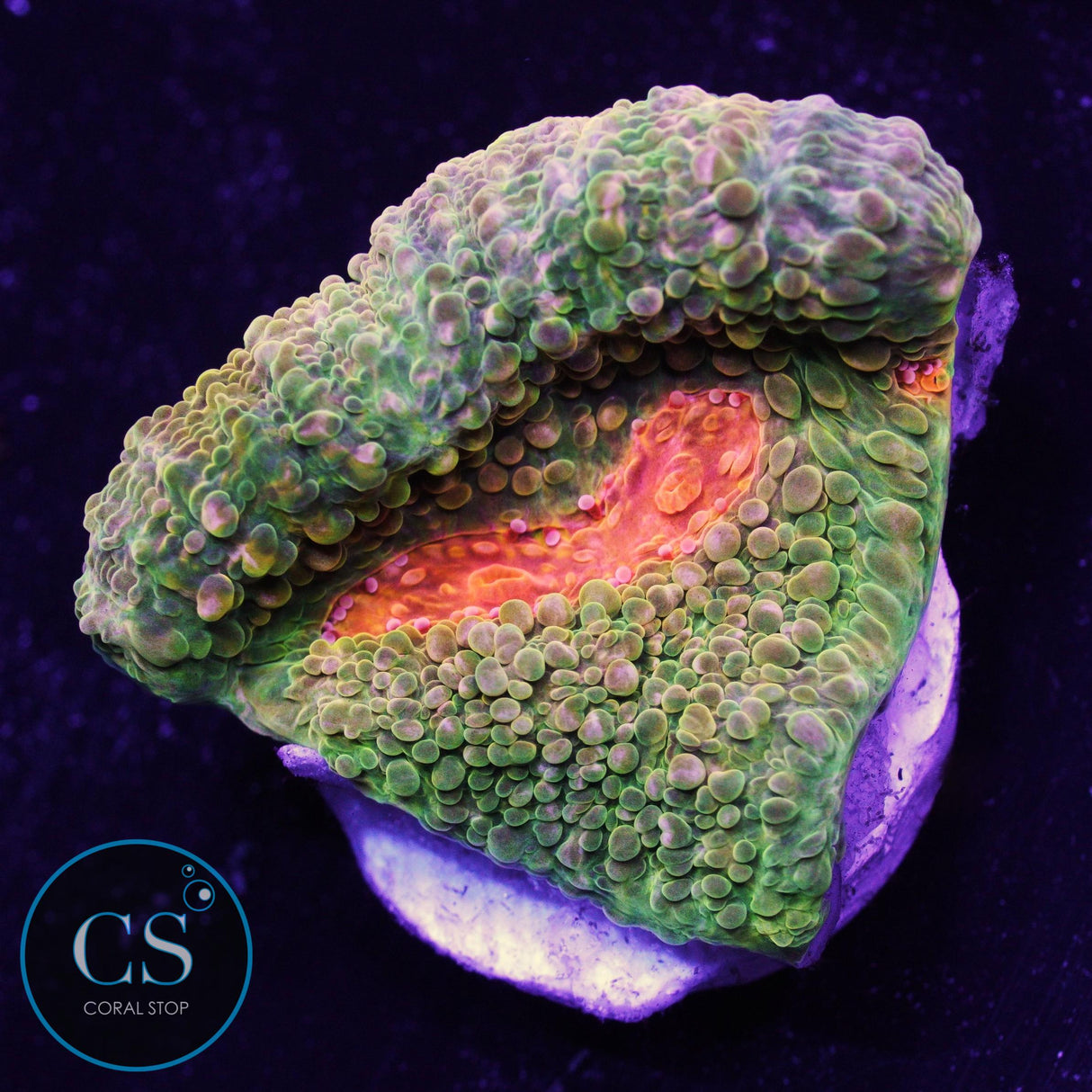 Tyree Bubblegum Monster Chalice