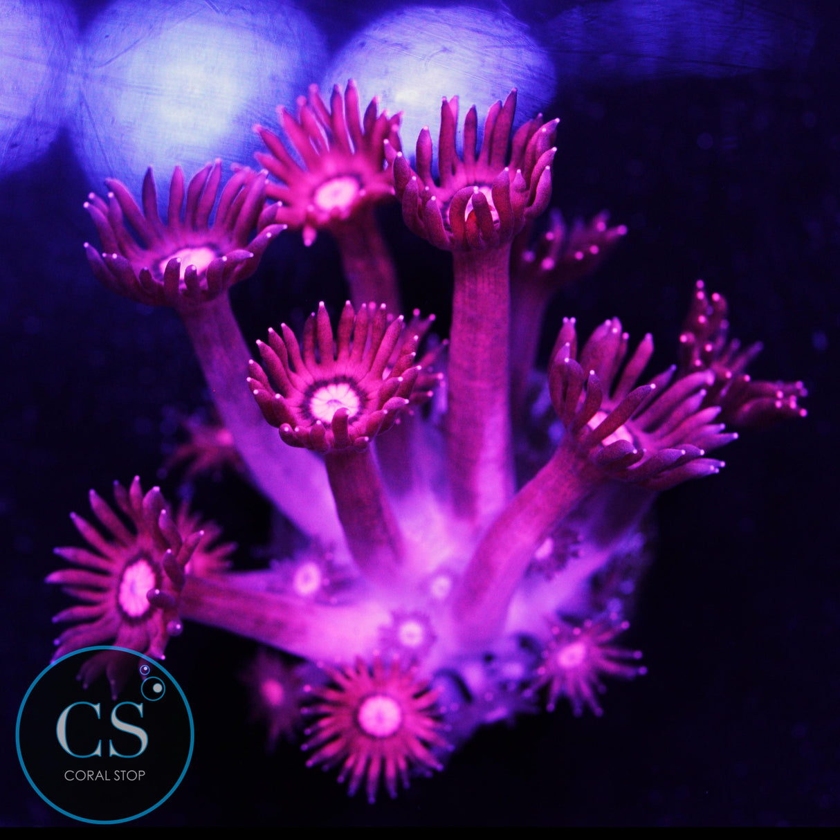 Pink Glitter Tip Goniopora