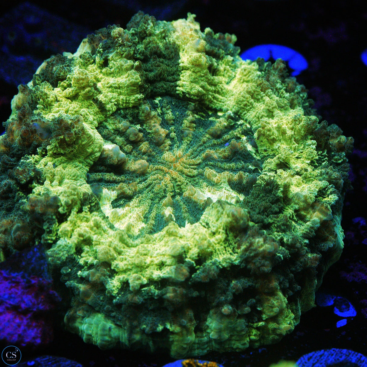 CAMO GREEN ACANTHOPHYLIA