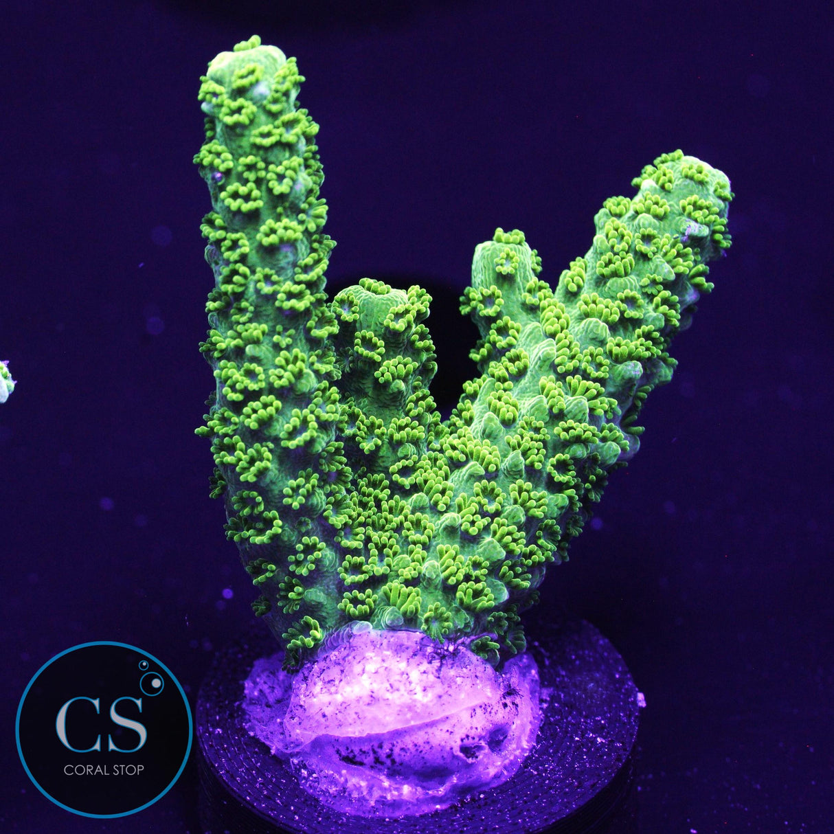 OG Bali Green Slimer Acro