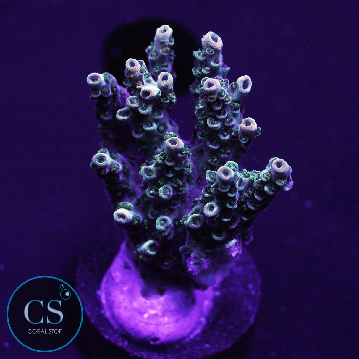 WWC Dirty Love Dreams Acro