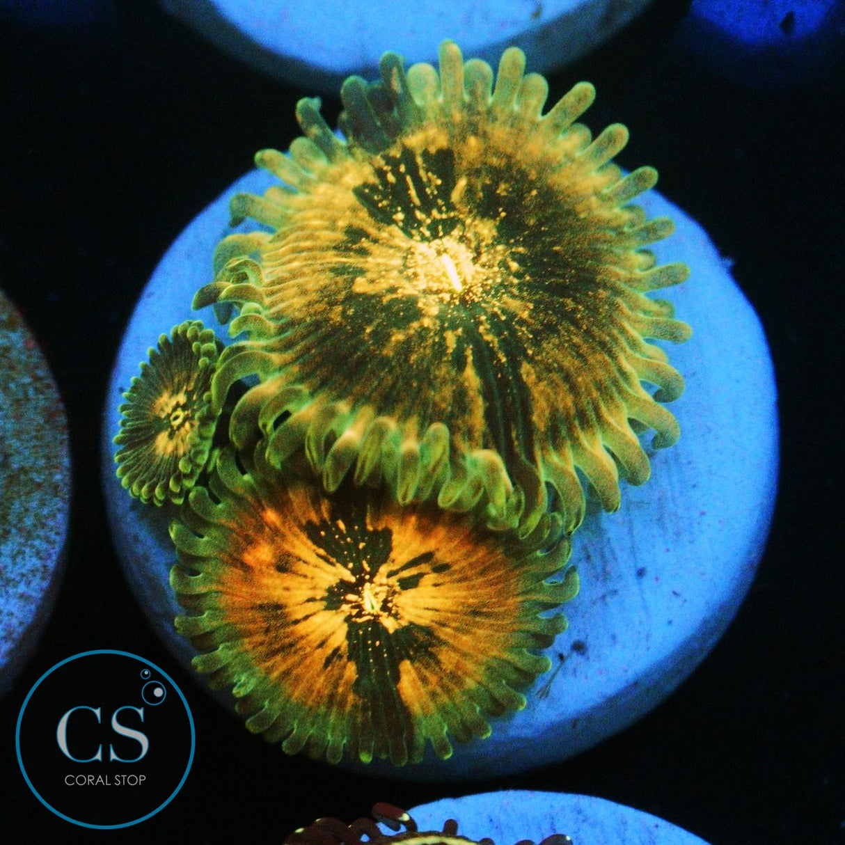 HAWAIIAN DING DANG ZOA