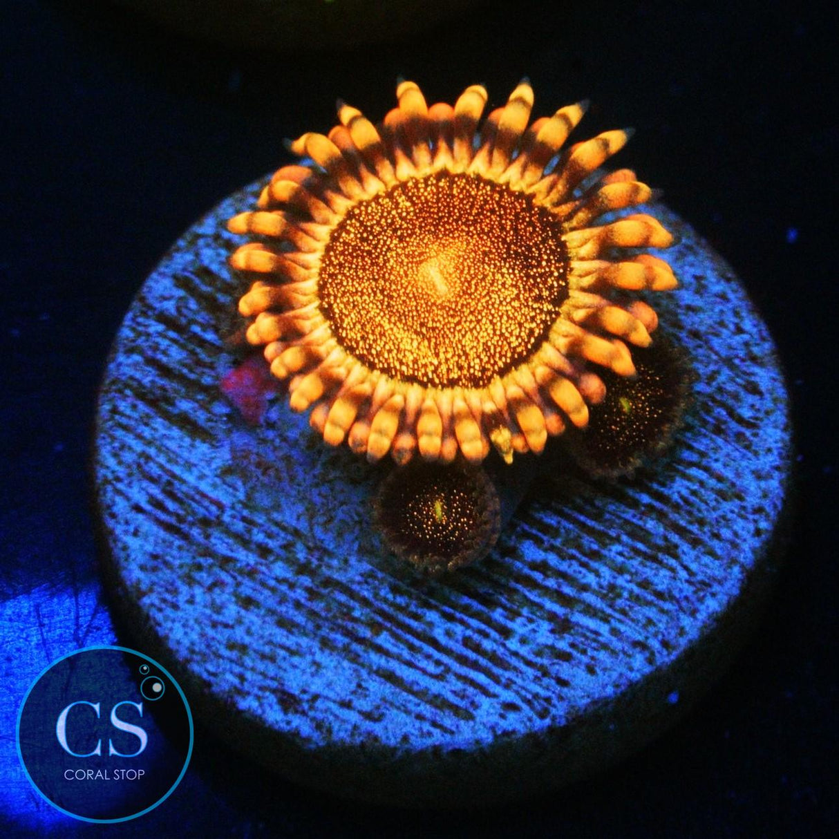 CS ORANGE DEATHSTAR ZOA