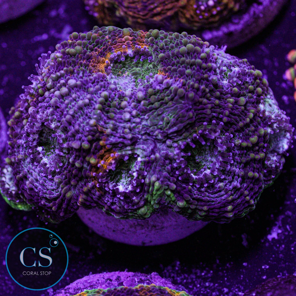 Rainbow Acan Echinata