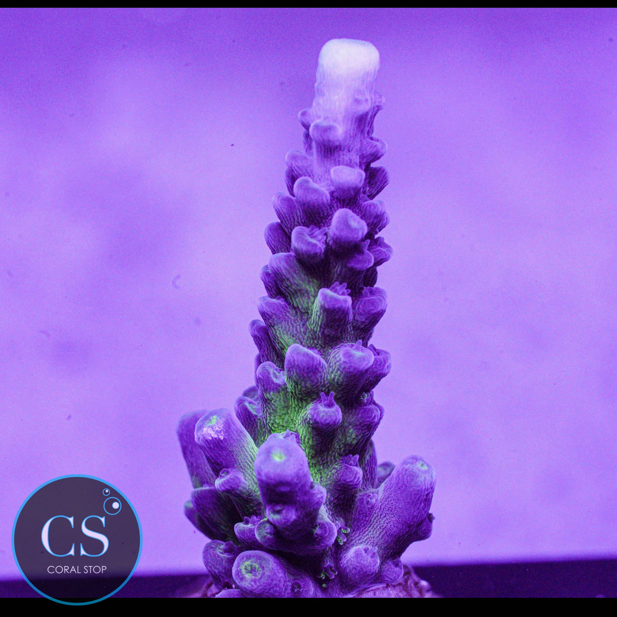 Cali Tort Acro