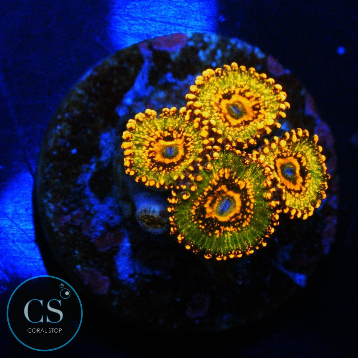 JF AZZKRAK ZOA 5 POLYP