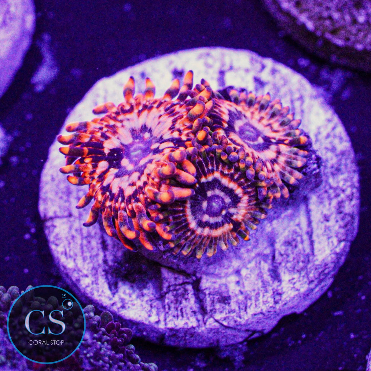 Utter Chaos Zoa