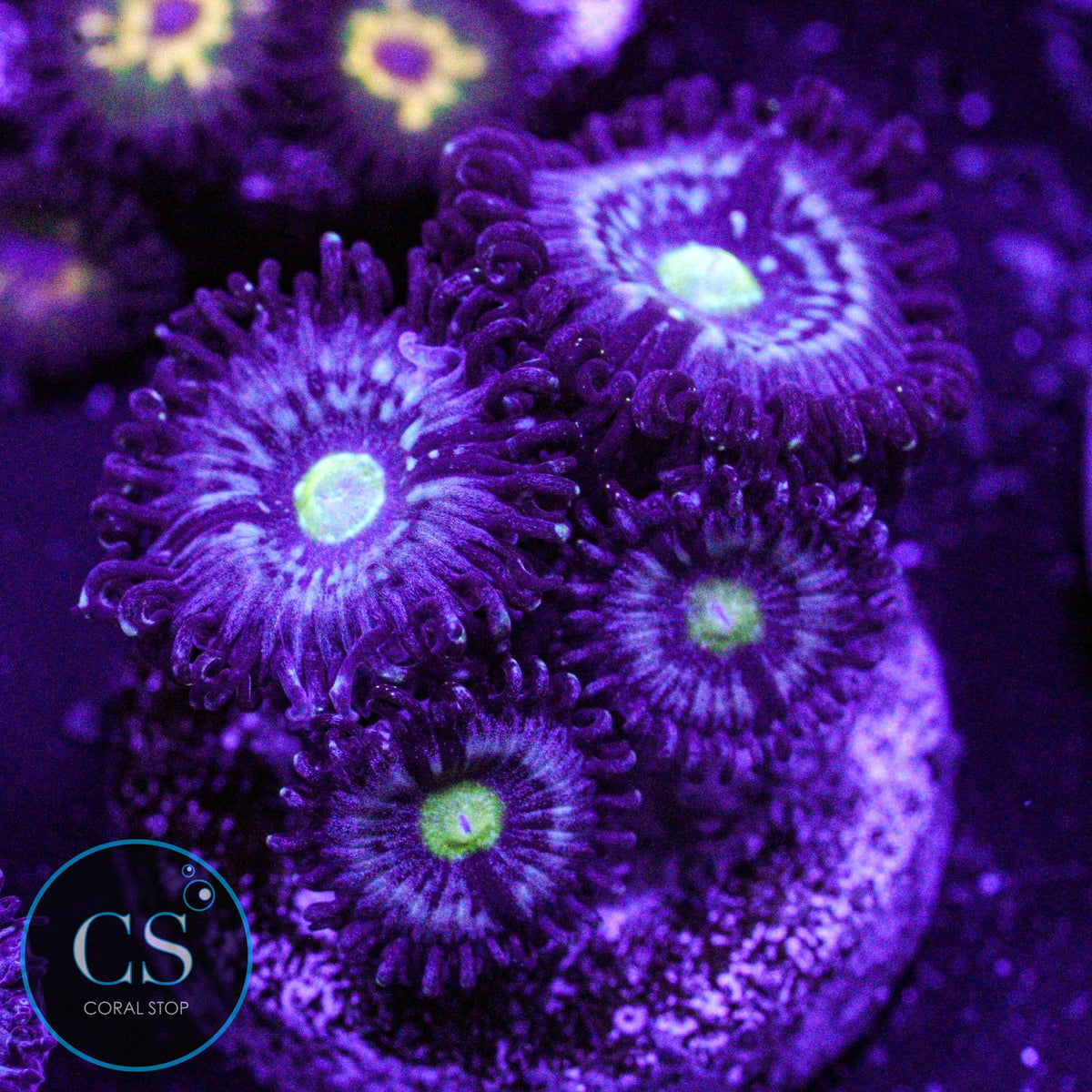 Blue Lagoon Zoa