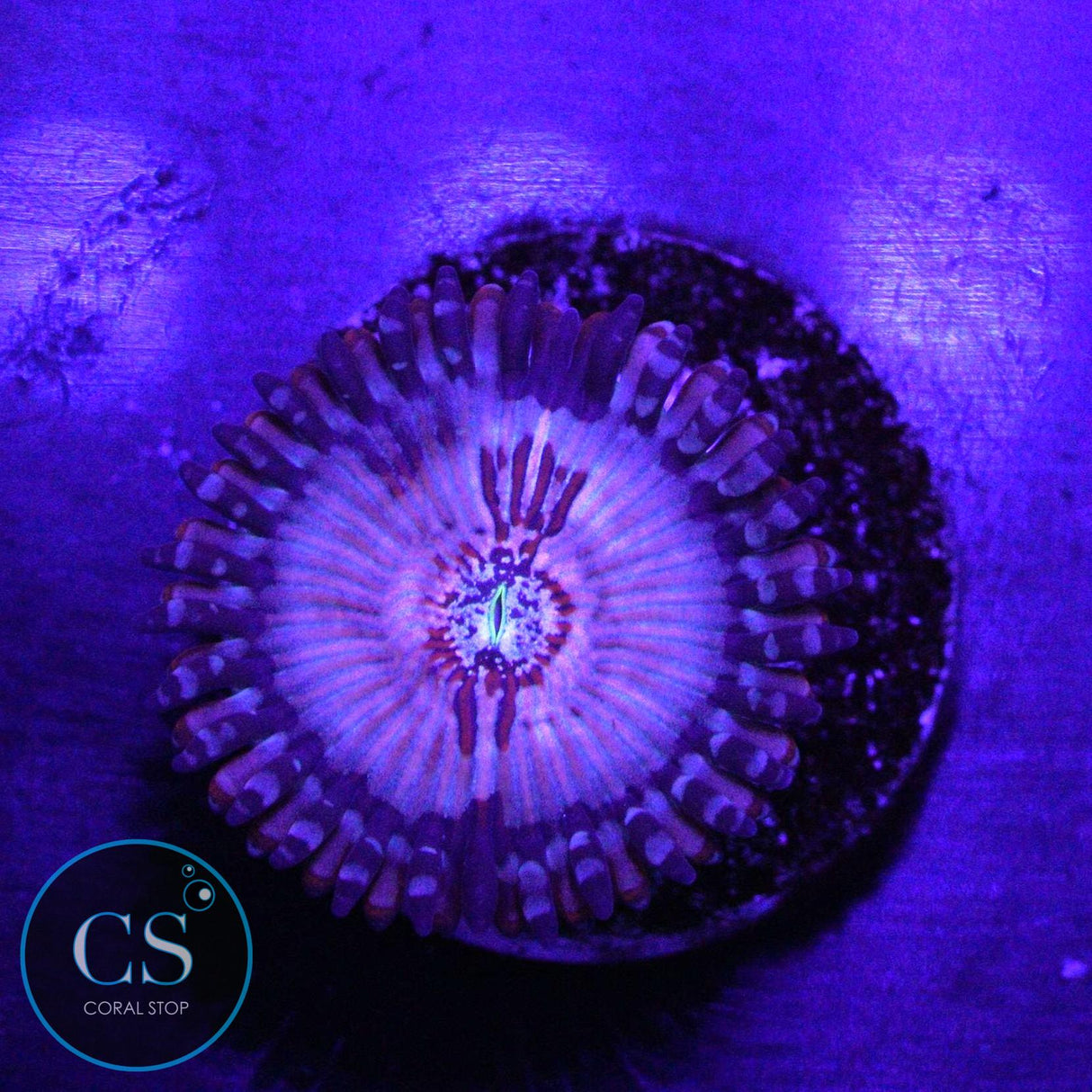 CB WHITE ZOMBIES ZOA