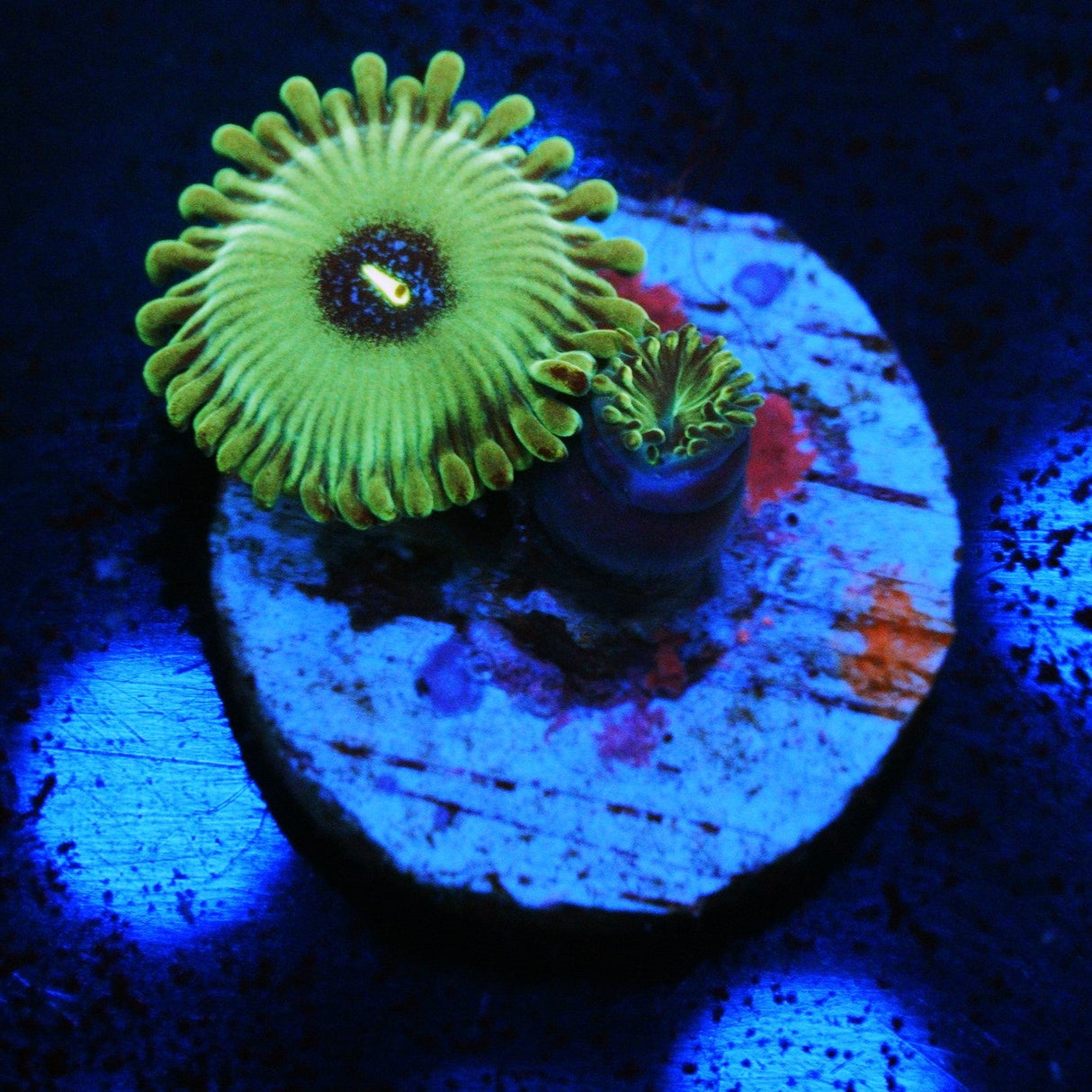 CS CONTRABAND ZOA