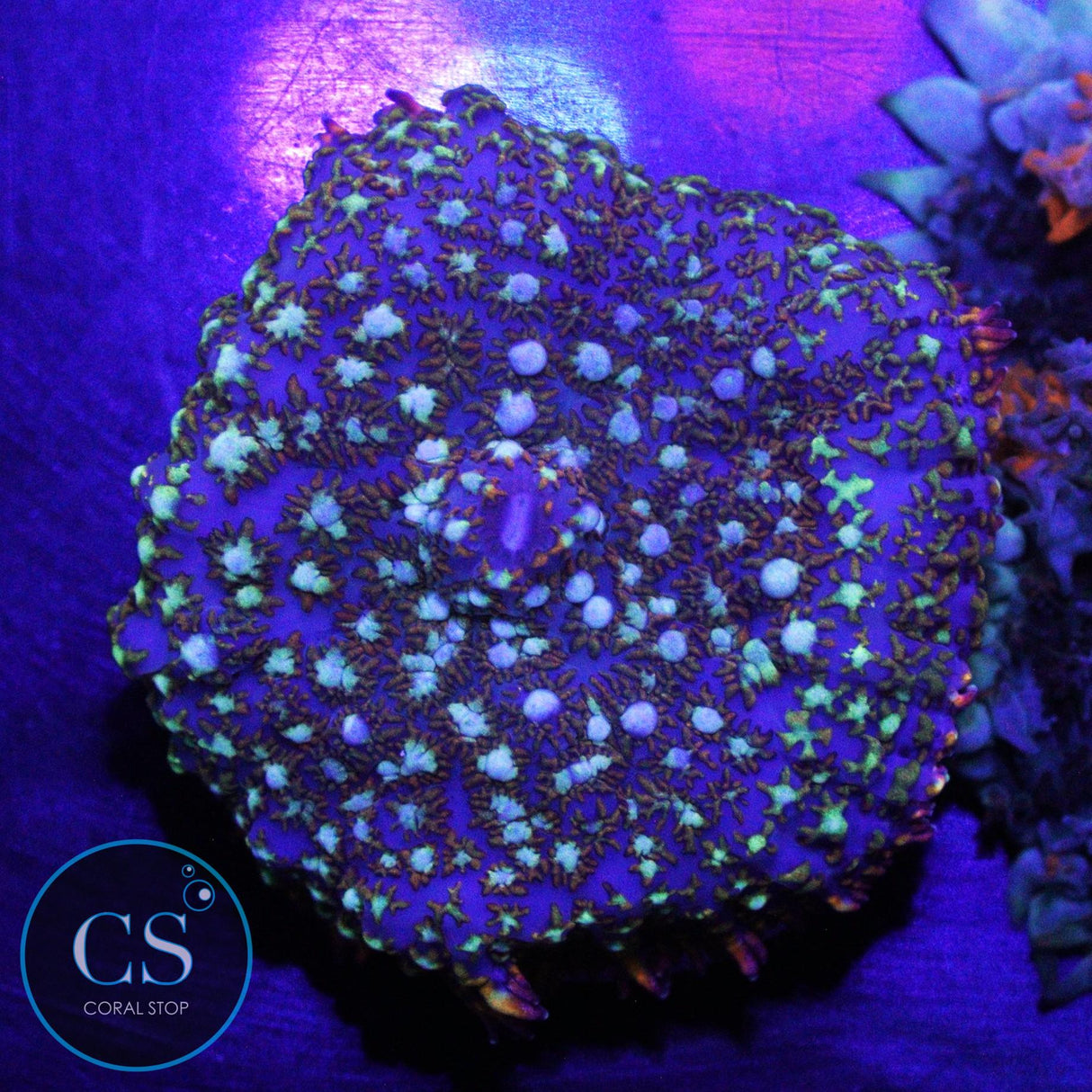 GENERAL TSO MUSHROOM