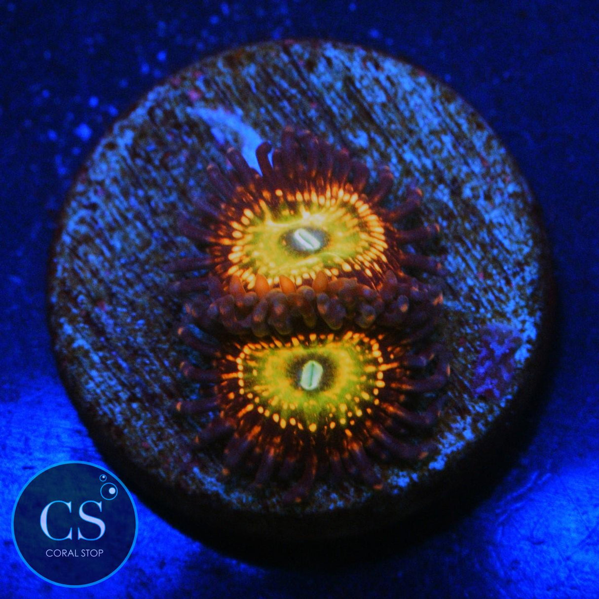 CB KRAK GOD ZOA