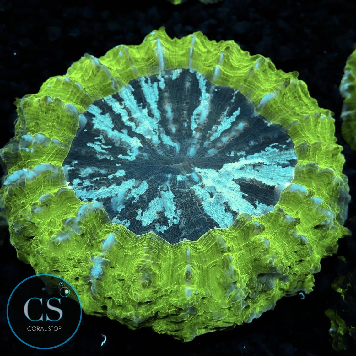 LARGE BLUE CENTER ACANTHOPHYLIA