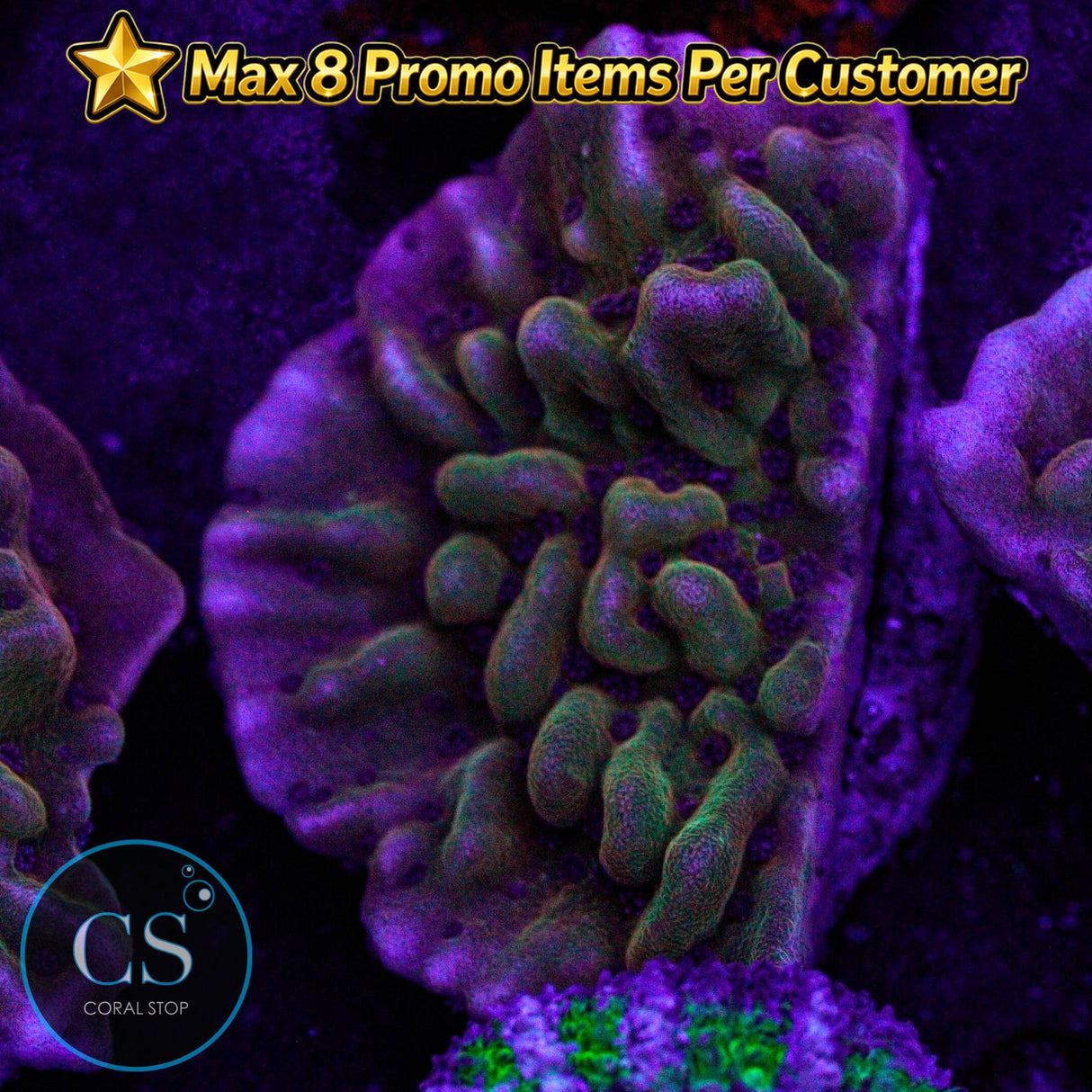 JF Scatter Brain Monti