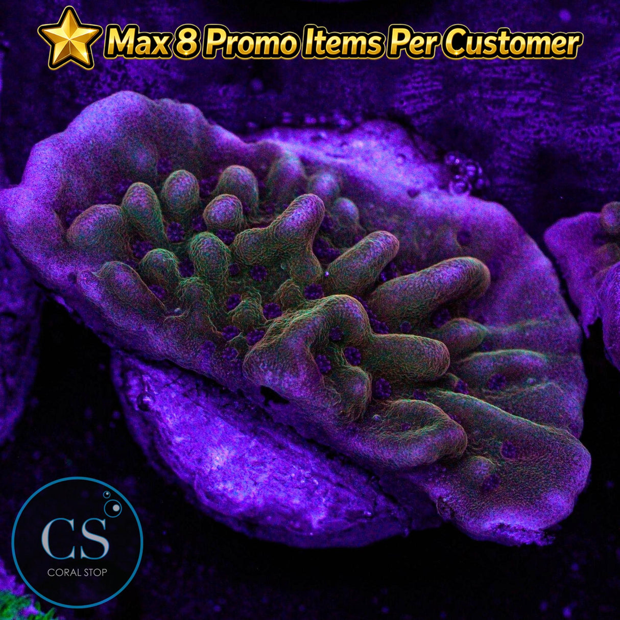 JF Scatter Brain Monti