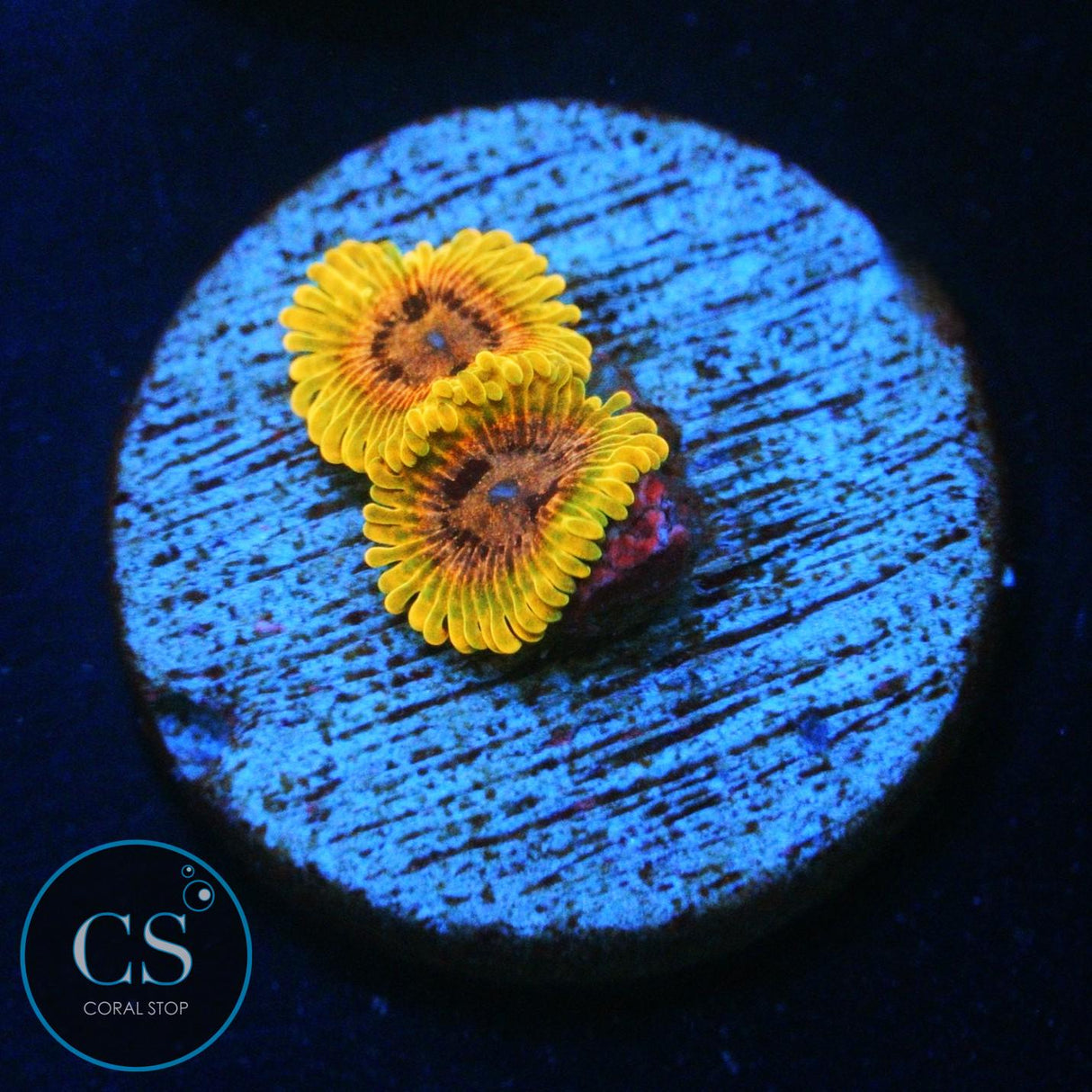 JF ACID REFLUX ZOA